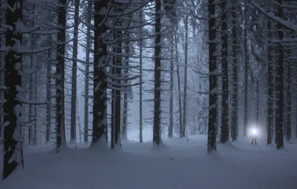 Картинка Light, Winter, Night, Snow, White, Forest, Cold