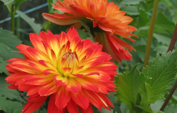 Картинка Георгины, Dahlias, Orange dahlias