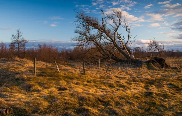 Поле, осень, небо, облака, деревья, ветки, дерево, столбы