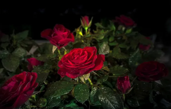 Картинка листья, капли, ночь, розы, красные, Red, Roses, Drops