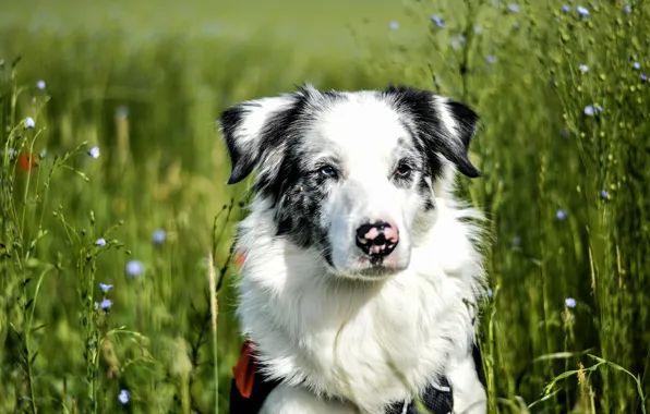 Картинка поле, трава, взгляд, морда, фон, портрет, собака, пятнистая