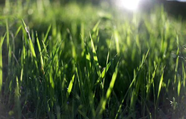 Зелень, лето, трава, солнце, макро, лучи, природа, фото