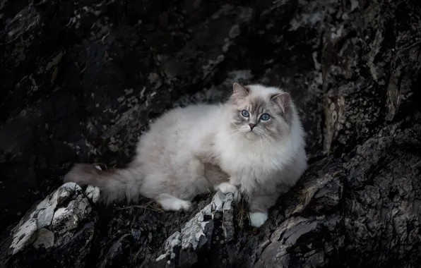 Кошка, кот, взгляд, природа, камни, скалы, лежит, мордашка