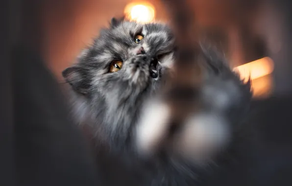 Кошка, кот, взгляд, свет, блики, движение, размытие, пасть