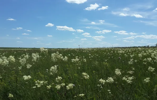 Лето, природа, поле цветов