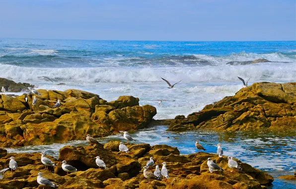 Волны, птицы, камни, побережье, чайки, Атлантический океан