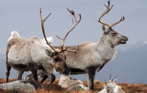Картинка природа, Reindeer, Cairngorms