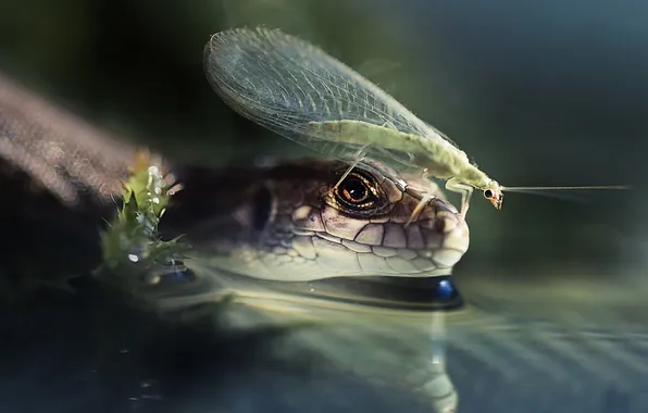 Взгляд, вода, ящерица, насекомое, парочка, блюр