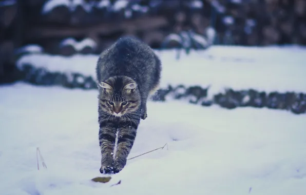 Зима, кошка, снег, прыжок