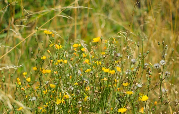 Flower, yellow, meadow