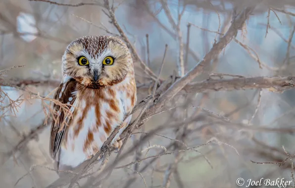 Картинка деревья, ветки, природа, сова, птица, боке, Northern Saw-Whet Owl