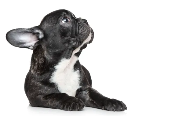 White, black, puppy