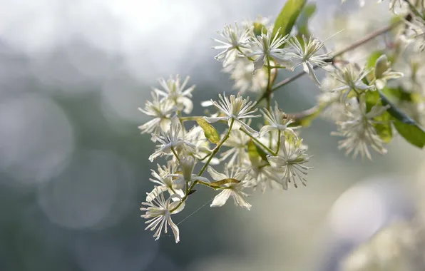 Flower, nature, Clematis apiifolia