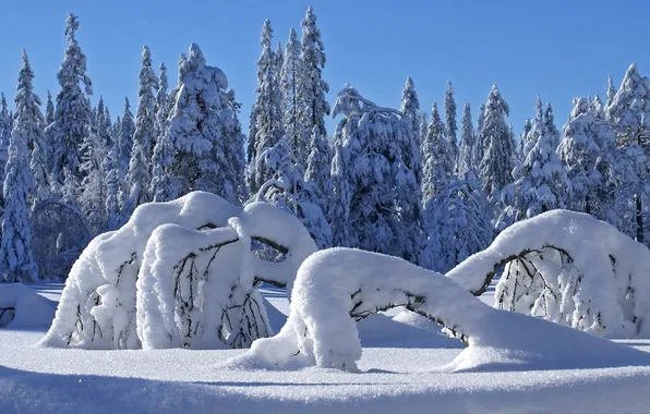 Картинка зима, лес, природа, сугробы