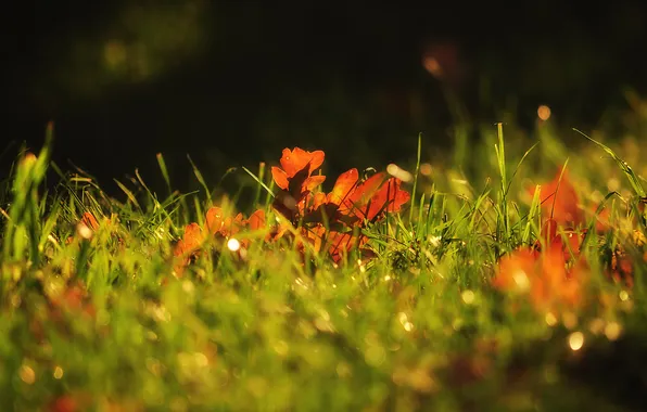 Картинка осень, трава, макро, листва, зленая, дубовая