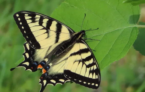 Wings, butterfly, beautiful, green leaf, close up