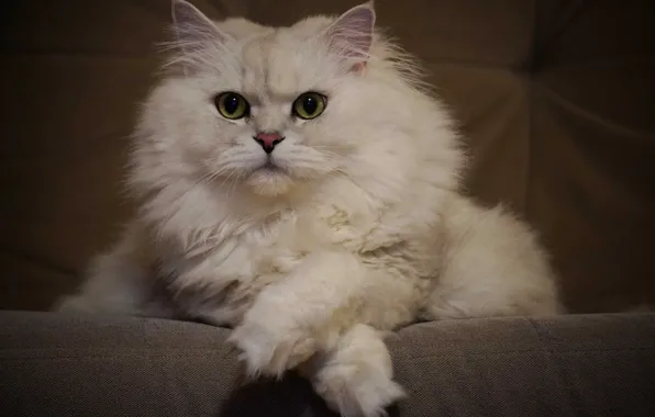 Белый, пушистый, Кот, британец