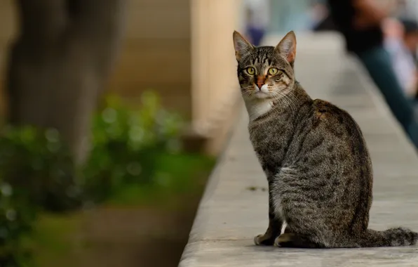Кошка, животные, город, улица, котик, усатый
