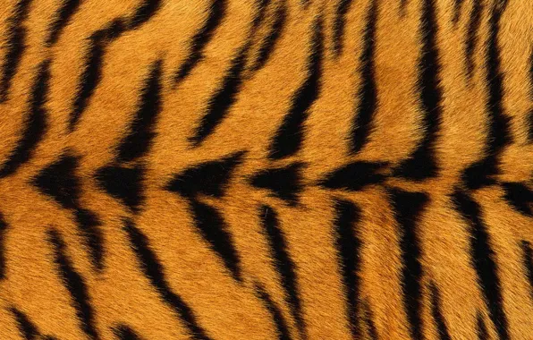 Картинка тигр, текстура, мех, чёрные полосы, жёлтый фон