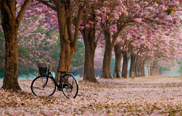 Картинка велосипед, аллея, цветение