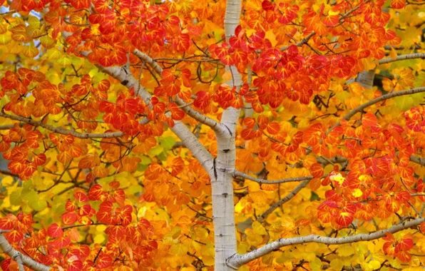 Осень, листья, дерево, США, осина, Аспен