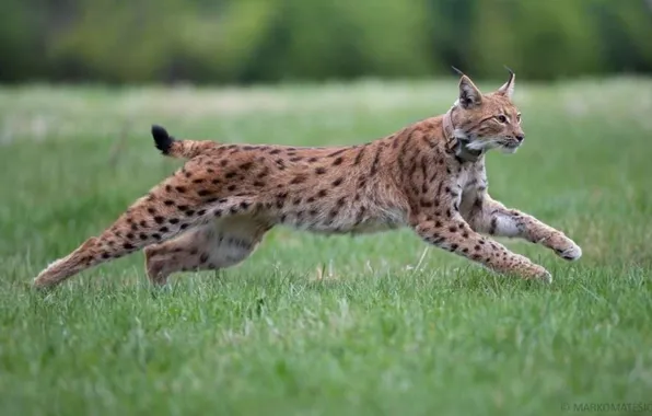 Animal, big cat, .Lynx in a jump