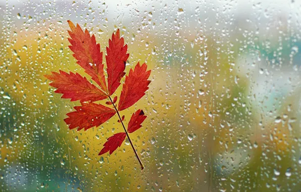 Осень, стекло, капли, макро, лист, дождь, окно