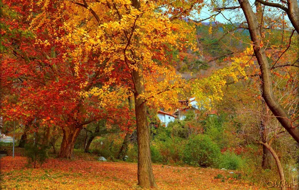 Осень, Деревья, Парк, Fall, Листва, Autumn, Trees, Leaves