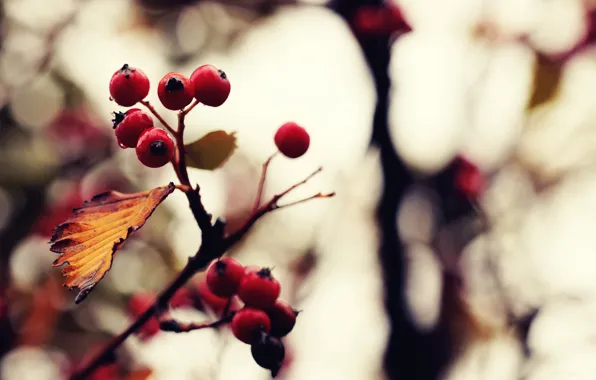 Картинка осень, цвета, макро, природа, ягоды, фото, фон, обои