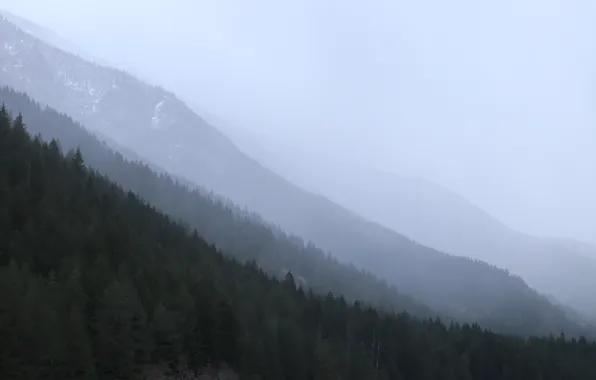 Лес, небо, деревья, природа, туман, склон горы