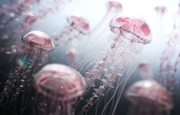 Картинка свет, подводный мир, Розовые медузы
