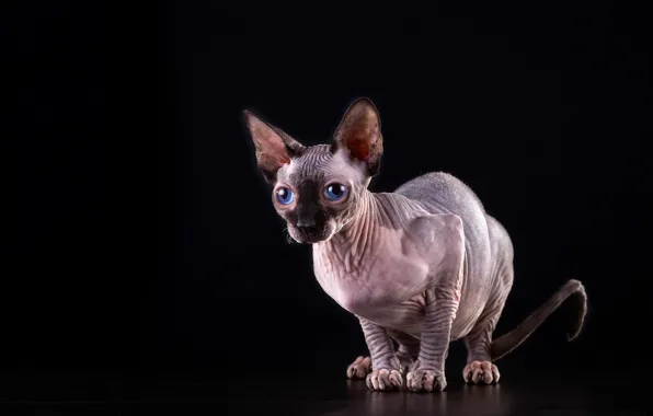 Картинка кошка, кот, голубые глаза, чёрный фон, сфинкс