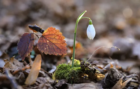 Белый, цветок, листья, цветы, поляна, мох, весна, бутон