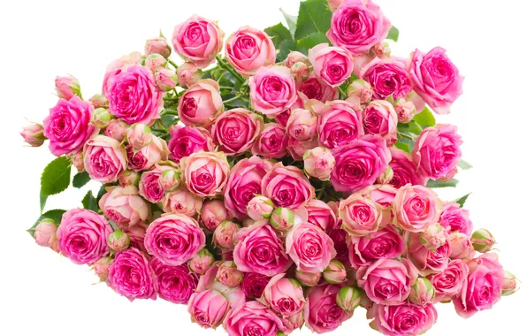 Картинка цветы, розы, букет, бутоны, flowers, bouquet, roses, flower buds