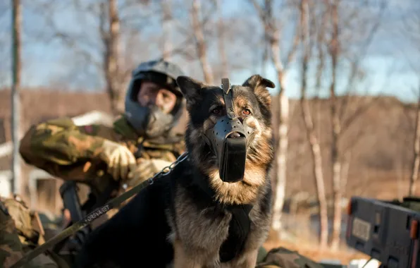 Картинка собака, армия, солдат