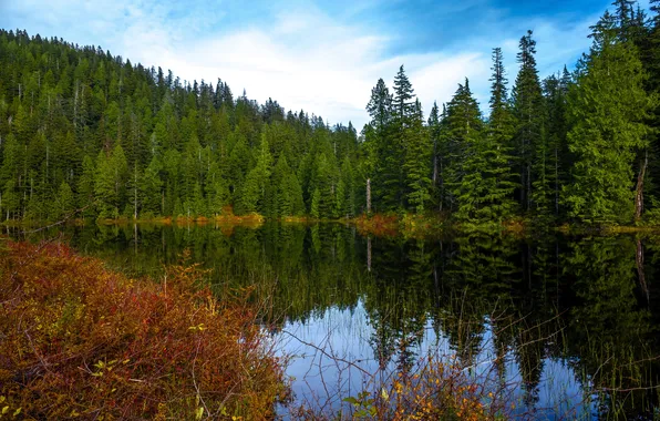 Картинка осень, лес, вода, деревья, озеро, отражение, США, кусты