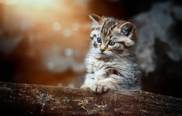 Кошка, кот, взгляд, котенок, портрет, бревно, мордашка, боке