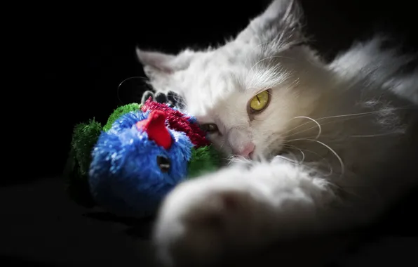 Кошка, белый, кот, взгляд, морда, свет, поза, игрушка