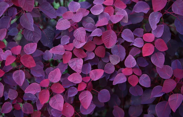 Осень, фиолетовый, листья