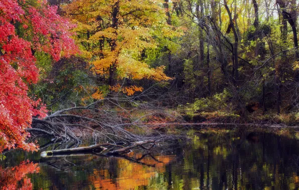 Pool, water, autumn, fall, foliage, woodland