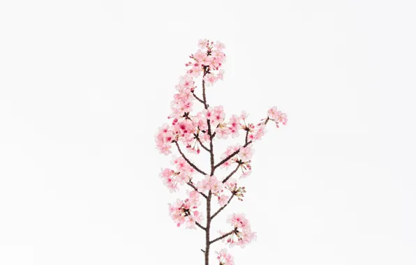 Картинка цветок, цветы, вишня, фон, сакура, flower, flowers, background
