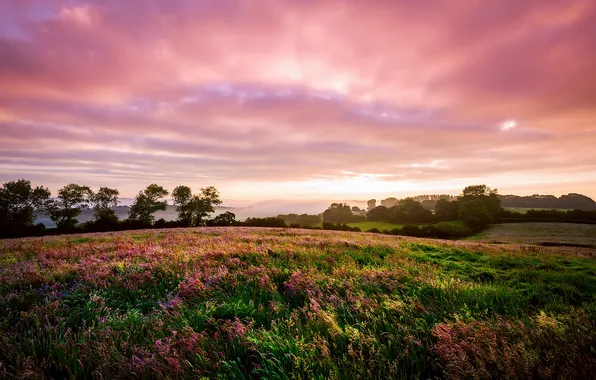 Картинка поле, трава, облака, закат, цветы, природа, Англия, луг
