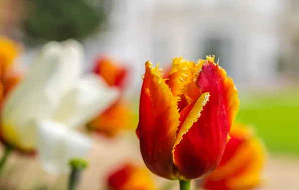 Цветок, тюльпан, весна, лепестки
