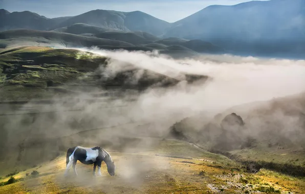 Картинка небо, туман, дерево, холмы, лошадь, поля, утро, Италия