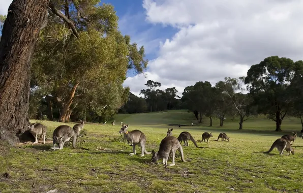 Картинка природа, парк, кенгуру