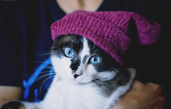 Картинка кошка, взгляд, шапочка, голубоглазая