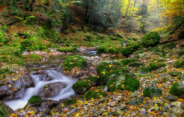 Картинка осень, лес, листья, река, камни, мох, поток
