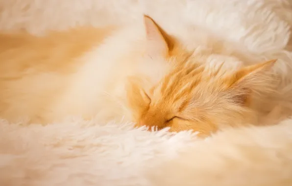 Кошка, кот, морда, поза, уют, отдых, сон, рыжий