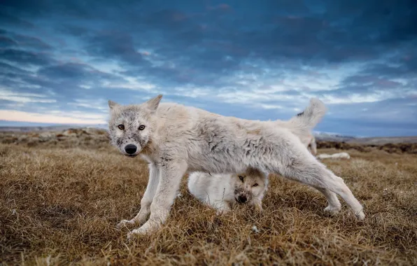 Nature, face, animal, wolf, wildlife, head, fur, mammal