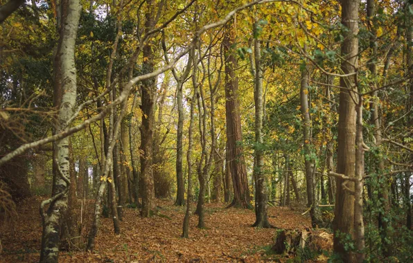 Картинка осень, деревья, природа, ствол